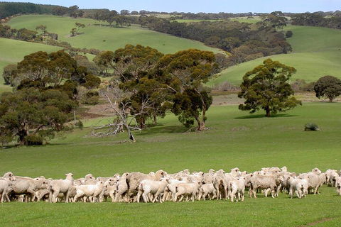 Kangaroo Island Luxury Small Group 'Island Life' Full Day Tour - Accommodation Directory 1