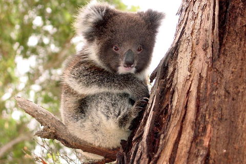 Kangaroo Island Luxury Small Group 'Island Life' Full Day Tour - Accommodation Directory 4
