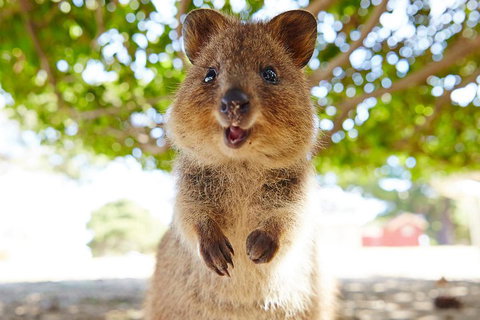 Discover Rottnest With Ferry & Bus Tour From Perth Or Fremantle - Accommodation Directory 0