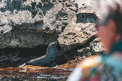 Adventure Rottnest Tour With Ferry & Adventure Cruise From Perth Or Fremantle - Accommodation Directory 1