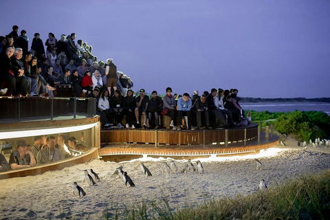 2-Day Great Ocean Road, Mornington Peninsula And Phillip Island Tour - Accommodation Directory 0