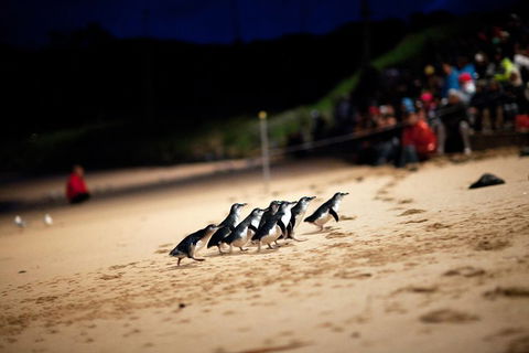 2-Day Great Ocean Road, Mornington Peninsula And Phillip Island Tour - Accommodation Directory 1