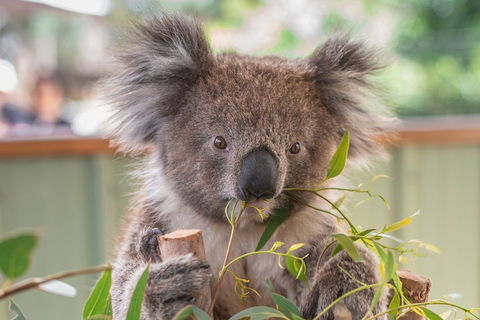 2-Day Great Ocean Road, Mornington Peninsula And Phillip Island Tour - Accommodation Directory 2