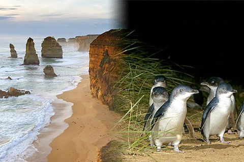 Melbourne Super Saver: Great Ocean Road + Phillip Island + Attraction Pass - Accommodation Directory 0