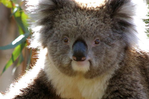 Melbourne Super Saver: Great Ocean Road + Phillip Island + Attraction Pass - Accommodation Directory 3