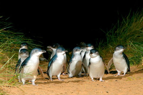 Puffing Billy, Moonlit Sanctuary & Penguins Day Tour - Accommodation Directory 0
