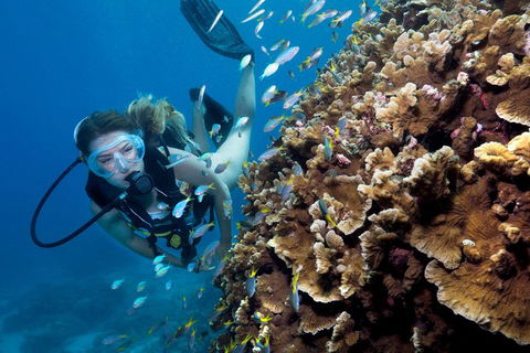 Great Barrier Reef Diving And Snorkeling Cruise From Cairns - Accommodation Directory 1