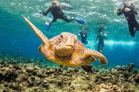 Great Barrier Reef Diving And Snorkeling Cruise From Cairns - Accommodation Directory 3