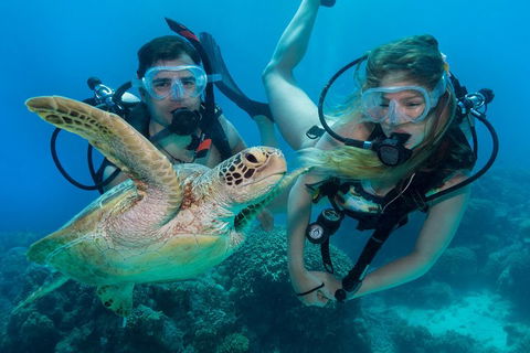 Great Barrier Reef Diving And Snorkeling Cruise From Cairns - Accommodation Directory 4