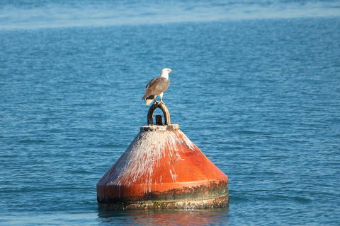 Roebuck Bay Snubfin Dolphin Cruise - Accommodation Directory 1
