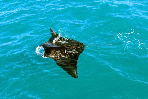 Roebuck Bay Snubfin Dolphin Cruise - Accommodation Directory 5