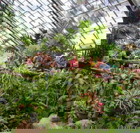 Australian Butterfly Sanctuary - Accommodation Directory