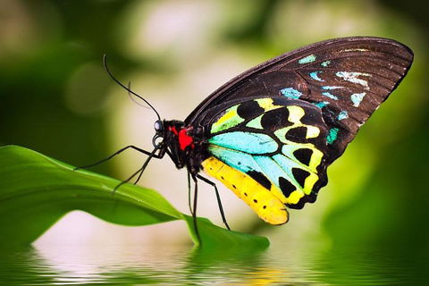 Australian Butterfly Sanctuary - Accommodation Directory 4
