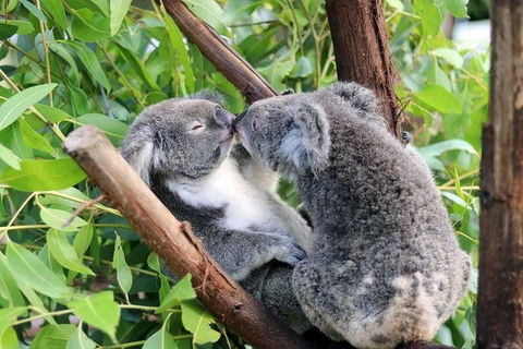 Classic Kuranda By Skyrail And Scenic Railway Including Rainforestation, Koala And Wildlife Park And Pamagirri Aboriginal Experi - Accommodation Directory 3
