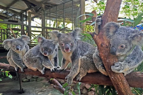 Best Of Kuranda Including Skyrail, Kuranda Scenic Railway And Rainforestation - Accommodation Directory 4