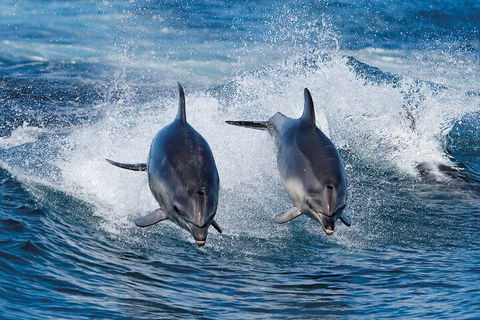 3-Hour Bruny Island Cruise From Adventure Bay, Bruny Island - Accommodation Directory 3