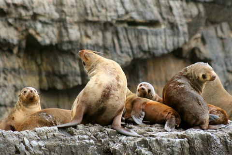 Tasman Island Cruises And Port Arthur Historic Site Day Tour From Hobart - Accommodation Directory 1