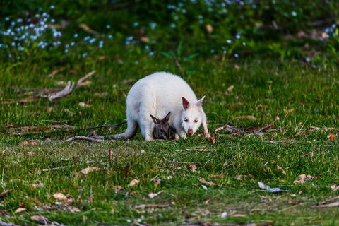 Bruny Island Traveller - Gourmet Tasting And Sightseeing Day Trip From Hobart - Accommodation Directory 3