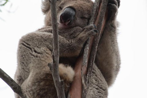 2-Day Kangaroo Island 4WD Small-Group Tour From Adelaide - Accommodation Directory 0
