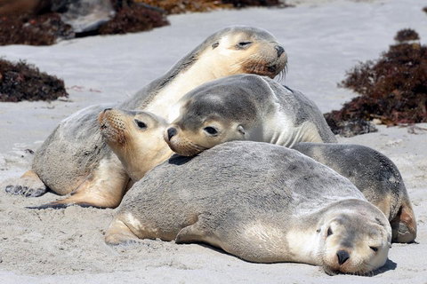 Small-Group Kangaroo Island 4WD Tour From Adelaide - Accommodation Directory 1