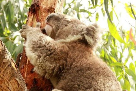 Small-Group Phillip Island Day Trip From Melbourne - Accommodation Directory 0