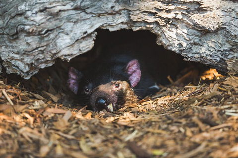 Small-Group Phillip Island Day Trip From Melbourne - Accommodation Directory 1