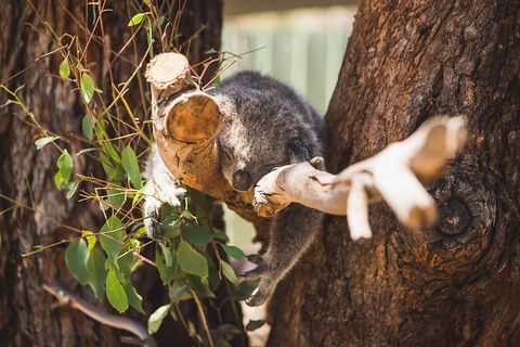 Small-Group Phillip Island Day Trip From Melbourne - Accommodation Directory 2