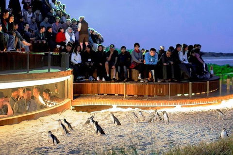Small-Group Phillip Island Day Trip From Melbourne - Accommodation Directory 4