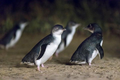 Small-Group Phillip Island Day Trip From Melbourne - Accommodation Directory 5