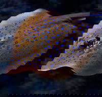 Cairns Aquarium Tour by Twilight with Drink and Appetiser - Accommodation Directory