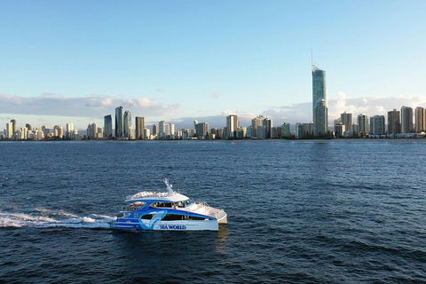 Whale Watching By Sea World Cruises - Accommodation Directory 1