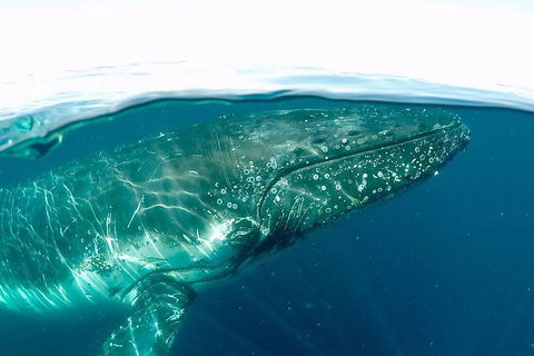 Whale Watching By Sea World Cruises - Accommodation Directory 2