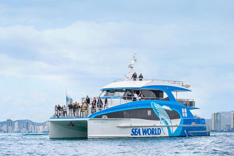 Whale Watching By Sea World Cruises - Accommodation Directory 3