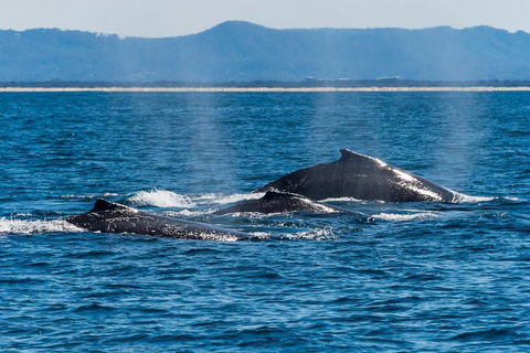 Whale Watching By Sea World Cruises - Accommodation Directory 4