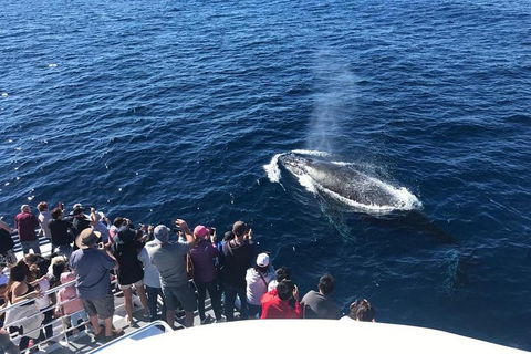 Whale Watching By Sea World Cruises - Accommodation Directory 5
