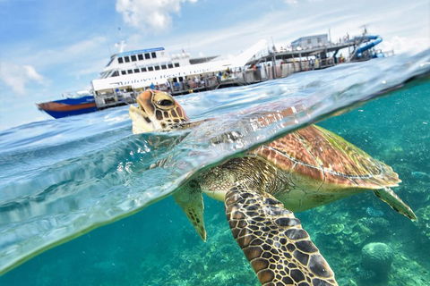 Outer Reef Pontoon Experience From Cairns - Accommodation Directory 5