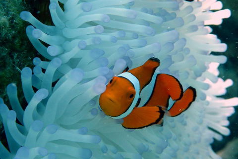 Seastar Luxury Outer Great Barrier Reef Island And Reef Tour From Cairns - Accommodation Directory 0