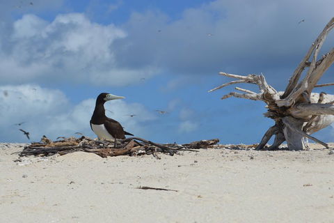 Seastar Luxury Outer Great Barrier Reef Island And Reef Tour From Cairns - Accommodation Directory 1