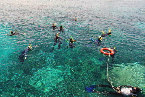 Seastar Luxury Outer Great Barrier Reef Island And Reef Tour From Cairns - Accommodation Directory 2