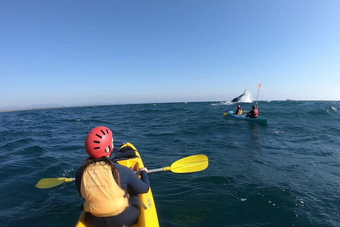 Kayaking With Dolphins In Byron Bay Guided Tour - Accommodation Directory 3