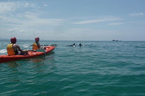 Kayaking With Dolphins In Byron Bay Guided Tour - Accommodation Directory 4