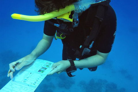 12-Day Great Barrier Reef Marine Conservation Program From Cairns - Accommodation Directory 2