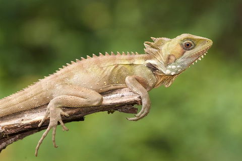 Atherton Tablelands Rain Forest By Night From Cairns - Accommodation Directory 1