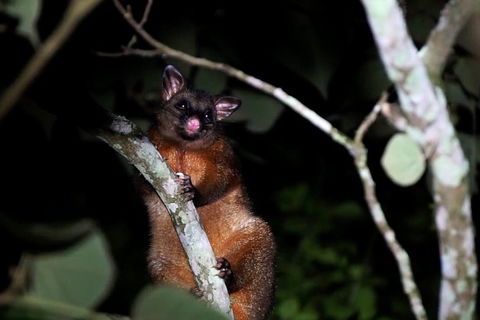 Atherton Tablelands Rain Forest By Night From Cairns - Accommodation Directory 4