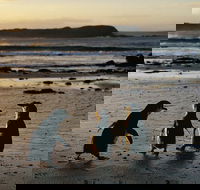 Phillip Island Penguin Parade Day Trip with Koala Conservation Reserve Visit - Accommodation Directory