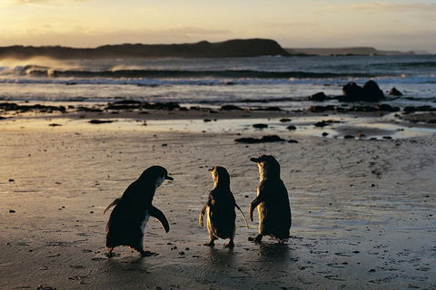 Phillip Island Penguin Parade Day Trip With Koala Conservation Reserve Visit - Accommodation Directory 0