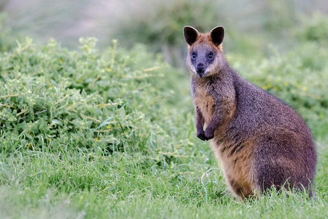 Phillip Island Penguin Parade Day Trip With Koala Conservation Reserve Visit - Accommodation Directory 1