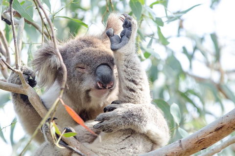 Phillip Island Penguin Parade Day Trip With Koala Conservation Reserve Visit - Accommodation Directory 2