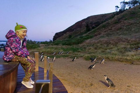 Phillip Island Penguin Parade Day Trip With Koala Conservation Reserve Visit - Accommodation Directory 3