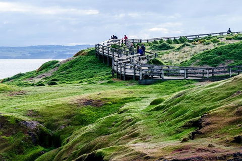 Phillip Island Penguin Parade Day Trip With Koala Conservation Reserve Visit - Accommodation Directory 4